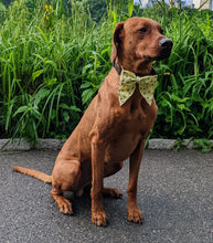 Load image into Gallery viewer, Koa's Ruff Life, Koa in a large yellow bee sailor bow