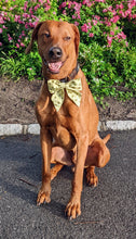 Load image into Gallery viewer, Koa's Ruff Life, Koa in a large yellow bee sailor bow