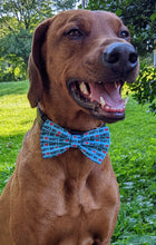 Load image into Gallery viewer, Koa's Ruff Life, Koa in a large blue daddy's boy bow tie