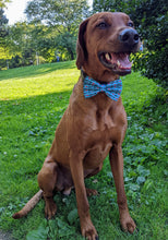 Load image into Gallery viewer, Koa's Ruff Life, Koa in a large blue daddy's boy bow tie