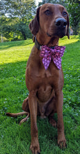 Load image into Gallery viewer, Koa's Ruff Life, Koa in a large pink mama's girl sailor bow