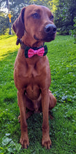 Load image into Gallery viewer, Koa's Ruff Life, Koa in a large summer watermelon slice double layer bow tie