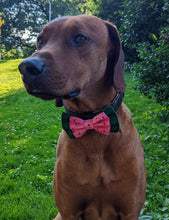 Load image into Gallery viewer, Koa's Ruff Life, Koa in a large summer watermelon slice double layer bow tie