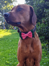 Load image into Gallery viewer, Koa's Ruff Life, Koa in a large summer watermelon slice double layer bow tie