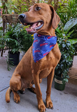 Load image into Gallery viewer, Koa's Ruff Life, Koa in a large Buffalo Bills Mafia large bandana