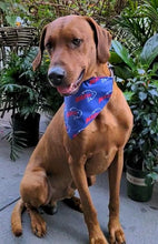 Load image into Gallery viewer, Koa's Ruff Life, Koa in a large Buffalo Bills Mafia large bandana