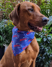 Load image into Gallery viewer, Koa's Ruff Life, Koa in a large Buffalo Bills Mafia large bandana