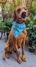 Load image into Gallery viewer, Koa's Ruff Life, Koa in a large aqua blue squirrel enthusiast dog bandana.