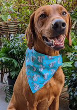 Load image into Gallery viewer, Koa's Ruff Life, Koa in a large aqua blue squirrel enthusiast dog bandana.