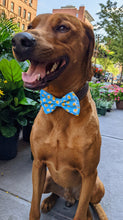 Load image into Gallery viewer, Koa's Ruff Life, Koa in a large blue drinking buddy bow tie for dogs