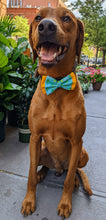 Load image into Gallery viewer, Koa's Ruff Life, Koa in a large double-layered teal and yellow aloha pineapple bow tie for dogs.
