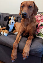 Load image into Gallery viewer, Koa's Ruff Life, large floppy berner dog toy