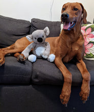 Load image into Gallery viewer, Koa's Ruff Life, floppy koala large dog toy
