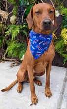 Load image into Gallery viewer, Koa's Ruff Life, Koa in a large Buffalo Bills tie die dog bandana