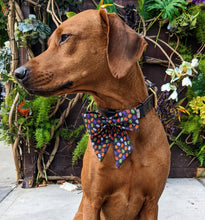 Load image into Gallery viewer, Koa's Ruff Life, Koa in a large pumpkin black large sailor bow