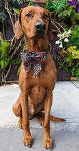Load image into Gallery viewer, Koa's Ruff Life, Koa in a large pumpkin black large sailor bow