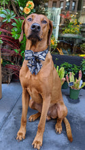 Load image into Gallery viewer, Koa's Ruff Life, Koa in a large New Orleans Saints Retro pattern sailor bow.