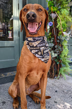 Load image into Gallery viewer, Koa's Ruff Life, Koa in a large New Orleans Saints retro bandana for dogs