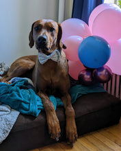 Load image into Gallery viewer, Koa's Ruff Life, Koa in a large Happy Birthday sprinkle bow tie