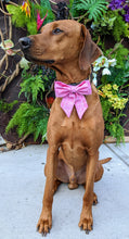 Load image into Gallery viewer, Koa's Ruff Life, Koa in a large pink Buffalo Bills sailor bow for dogs