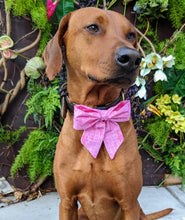 Load image into Gallery viewer, Koa's Ruff Life, Koa in a large pink Buffalo Bills sailor bow for dogs