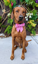 Load image into Gallery viewer, Koa's Ruff Life, Koa in a large pink Buffalo Bills sailor bow for dogs