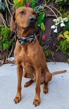 Load image into Gallery viewer, Koa's Ruff Life, Koa in a large New Orleans Saints retro bow tie for dogs