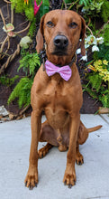 Load image into Gallery viewer, Koa's Ruff Life, Koa in a large pink New York Yankees bow tie for dogs