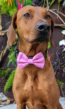 Load image into Gallery viewer, Koa's Ruff Life, Koa in a large Buffalo Bills pink bow tie for dogs