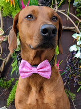 Load image into Gallery viewer, Koa's Ruff Life, Koa in a large Buffalo Bills pink bow tie for dogs