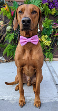 Load image into Gallery viewer, Koa's Ruff Life, Koa in a large Green Bay Packers pink bow tie for dogs