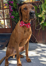 Load image into Gallery viewer, Koa's Ruff Life, Koa in a large Washington University Cougars red bow tie for dogs