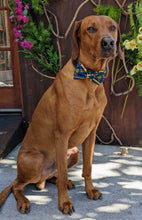Load image into Gallery viewer, Koa's Ruff Life, Koa in a large West Virginia Mountaineers bow tie for dogs