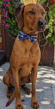 Load image into Gallery viewer, Koa's Ruff Life, Koa in a large UConn Huskies bow tie for dogs