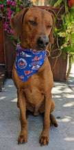 Load image into Gallery viewer, Koa's Ruff Life, Koa in a large New York Mets bandana for dogs
