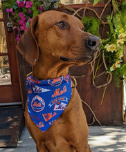 Load image into Gallery viewer, Koa's Ruff Life, Koa in a large New York Mets bandana for dogs