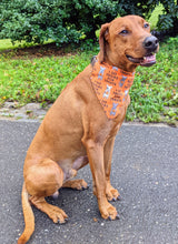 Load image into Gallery viewer, Koa's Ruff Life, Koa in a large orange "I do tricks for treats" dog bandana for Halloween