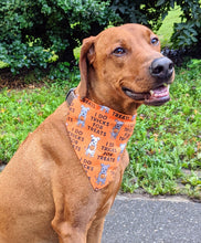 Load image into Gallery viewer, Koa's Ruff Life, Koa in a large orange "I do tricks for treats" dog bandana for Halloween