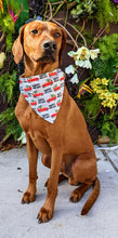 Load image into Gallery viewer, Koa's Ruff Life, Koa in a large Happy Pawliday bandana for dogs