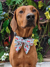 Load image into Gallery viewer, Koa's Ruff Life, Koa in a large Christmas tree truck sailor bow for dogs