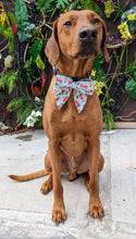 Load image into Gallery viewer, Koa's Ruff Life, Koa in a large Christmas tree truck sailor bow for dogs