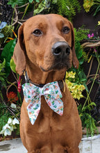 Load image into Gallery viewer, Koa's Ruff Life, Koa in a large Christmas tractor sailor bow for dogs