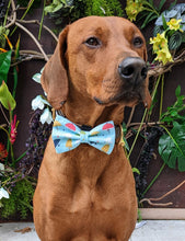 Load image into Gallery viewer, Koa's Ruff Life, Koa in a large blue fall rain umbrella bow tie for dogs