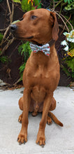 Load image into Gallery viewer, Koa's Ruff Life, Koa in a large Christmas tree trucks bow tie for dogs