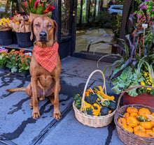 Load image into Gallery viewer, Koa's Ruff Life, Koa in a large fall orange plaid bandana for dogs personalized with your pups name