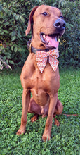 Load image into Gallery viewer, Koa's Ruff Life, Koa in a large white pumpkin sailor bow for dogs