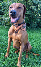 Load image into Gallery viewer, Koa's Ruff Life, Koa in a large spooky Halloween sailor bow for dogs