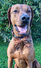 Load image into Gallery viewer, Koa's Ruff Life, Koa in a large spooky Halloween sailor bow for dogs
