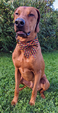 Load image into Gallery viewer, Koa's Ruff Life, Koa in a large Halloween checkered sailor bow for dogs