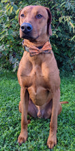 Load image into Gallery viewer, Koa's Ruff Life, Koa in a large spooky Halloween orange and black bow tie for dogs